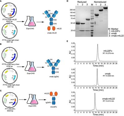 A Novel Bifunctional Fusion Protein, Vunakizumab-IL22, for Protection Against Pulmonary Immune Injury Caused by Influenza Virus